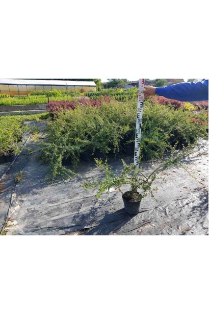 Кизильник гибридный Скогольм - 3л/вис.55-75см/Ø60-90см